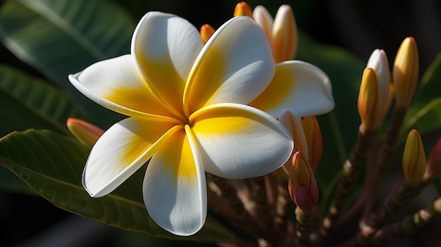 Exotische Note einer Frangipani-KI erzeugt