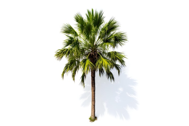 Exotische Palmen an einem tropischen Strand mit üppigem Laub