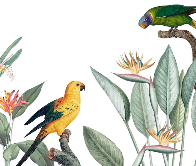 Exotische Papageien Dschungel Grenze png Illustration