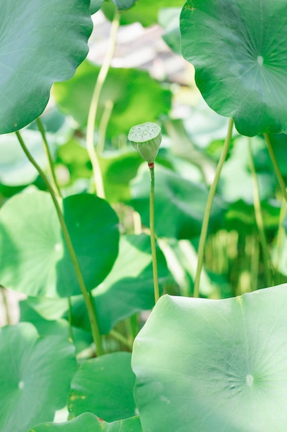 Foto exotische pflanzen in einem gewächshaus in einem botanischen garten