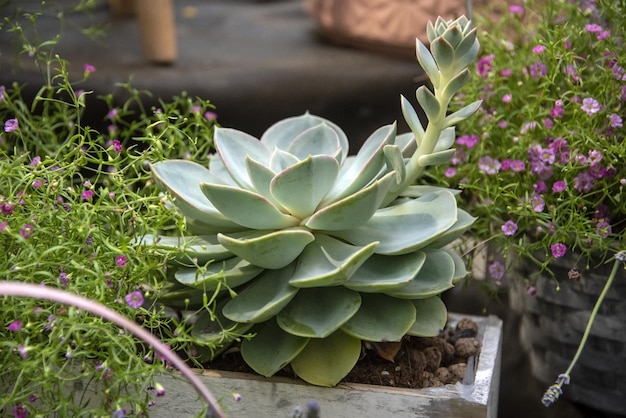 Exotische Sukkulenten Evergreen Echeveria Perle von Nürnberg Rosette aus blauen und grünen Blättern Sukkulenter Kaktus wächst in einem Topf im Garten Skandinavische moderne Heimdekoration