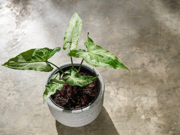 Exotische Syngonium-Dreikönige in Betontopf auf Kocrete-Bodenhintergrund im Morgenlicht