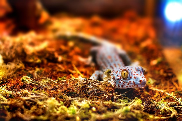 Exotische Tier-Tokay-Gecko-Eidechse