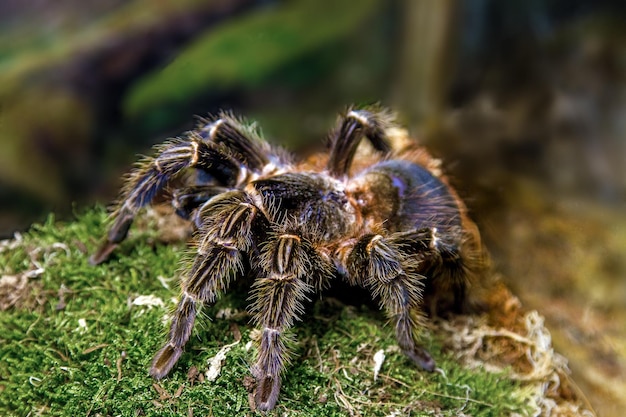 Exotische Tierspinne theraphosa blondi