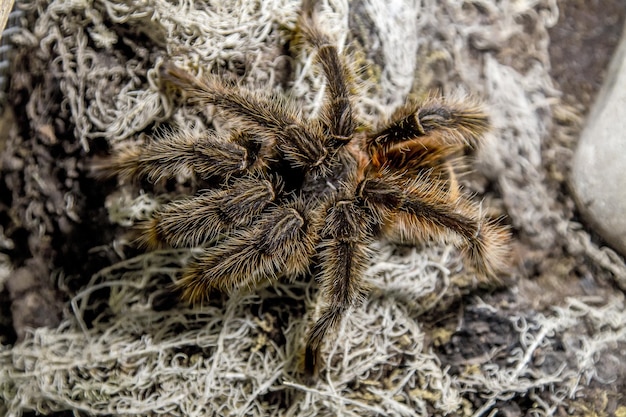 Exotische Tierspinne theraphosa blondi