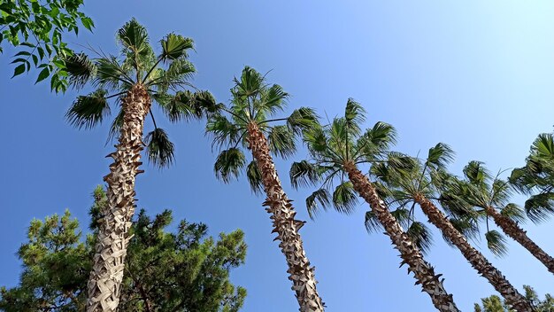 Exotische tropische Palmen im Sommerblick von unten bis zum Himmel an sonnigen Tagen