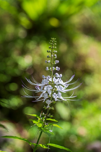 Exotische weiße Blume mit langen weißen Tentakeln auf der tropischen Insel Bali, Indonesien. Nahaufnahme