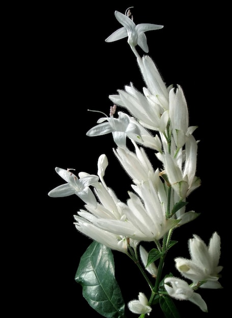 exotische weiße Blume