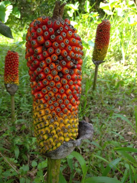 Exotischer Amorphophallus-Bulbifer-Samenstengel