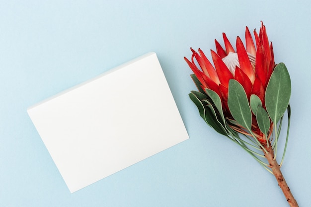 Exotischer großer Blumenprotea mit den roten Blumenblättern und Grün verlässt mit leerem Papierbuchstaben auf blauem Hintergrund. Feiertagskonzept mit natürlicher Blume. Draufsicht und Kopienraum.