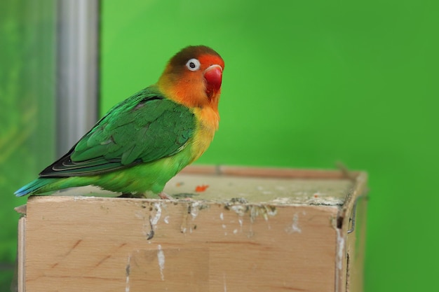 Exotischer mehrfarbiger Papagei sitzt nahe seiner Zufuhr auf einem grünen Hintergrund