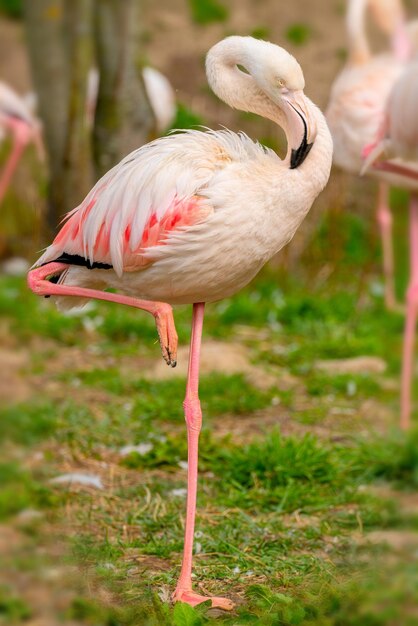 Exotischer schöner Flamingovogel Welt der Wildvögel