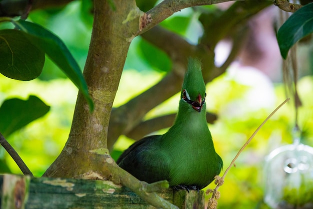 Exotischer Tauraco-Vogel sitzt Outdoor-Foto des exotischen Tauraco-Vogels in der Natur exotischer Tauraco-Vogel