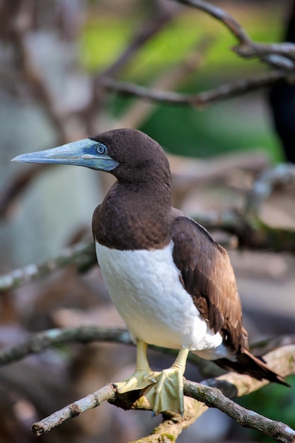 Exotischer Vogel im indonesischen Regenwald