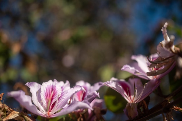 Exotischer weißer und rosa Blumenhintergrund mit Platz für Text. Sommerliche Naturtapete. Tropische Flora an sonnigen Tagen. Berg-Ebenholz oder blühender Orchideenbaum. Blumenrahmen oder Rand