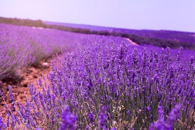 Foto expansão roxa um campo de lavanda em plena floração