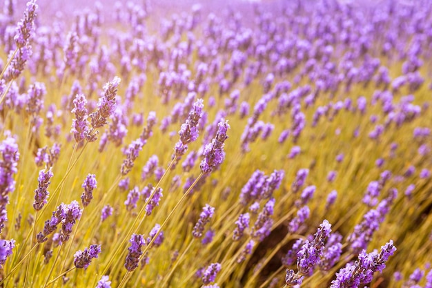 Expansión púrpura un campo de lavanda en plena floración