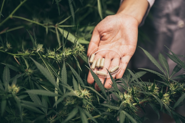 Experiências para a produção de maconha para uso medicinal, cultivo de plantas daninhas