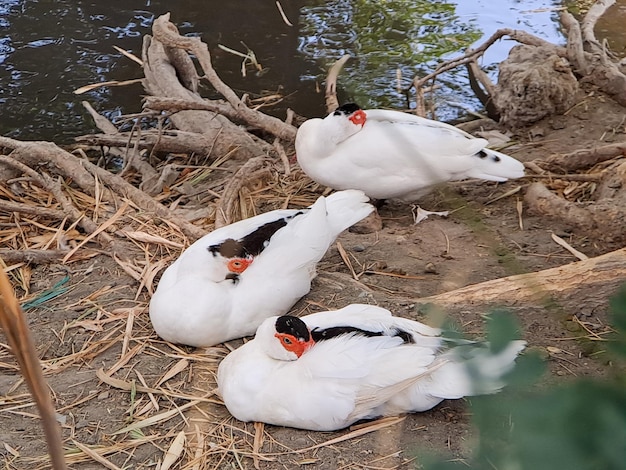 Experimente elegância e graça com o Cisne Branco, um símbolo de beleza e serenidade Explore a majestade destas aves extraordinárias no seu habitat natural