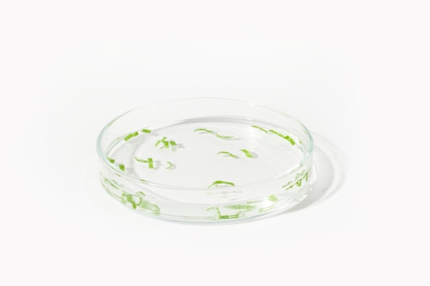 Experimentos de laboratorio verde natural Placa de Petri con plantas verdes sobre un fondo claro