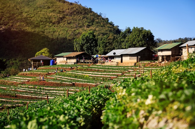 Exploração agrícola da morango em montanhas nas montanhas de Tailândia.