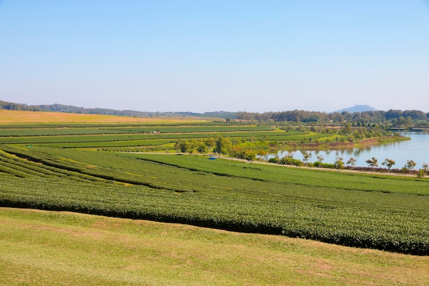 Foto exploração agrícola do chá verde com fundo do céu azul - foco seletivo.