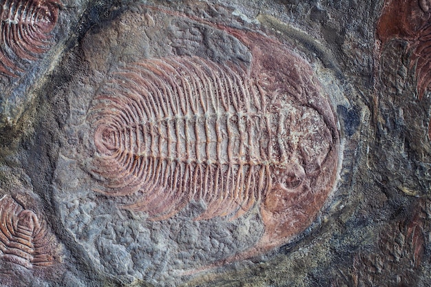 Foto exploração de fóssil de trilobita embutido em rocha de pedra