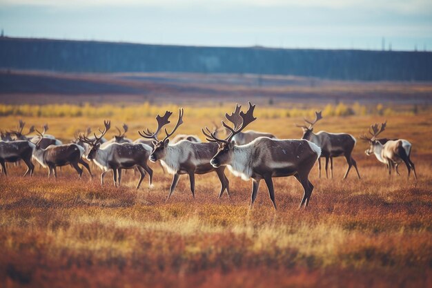 Exploración de la tundra rebaño de caribus majestad