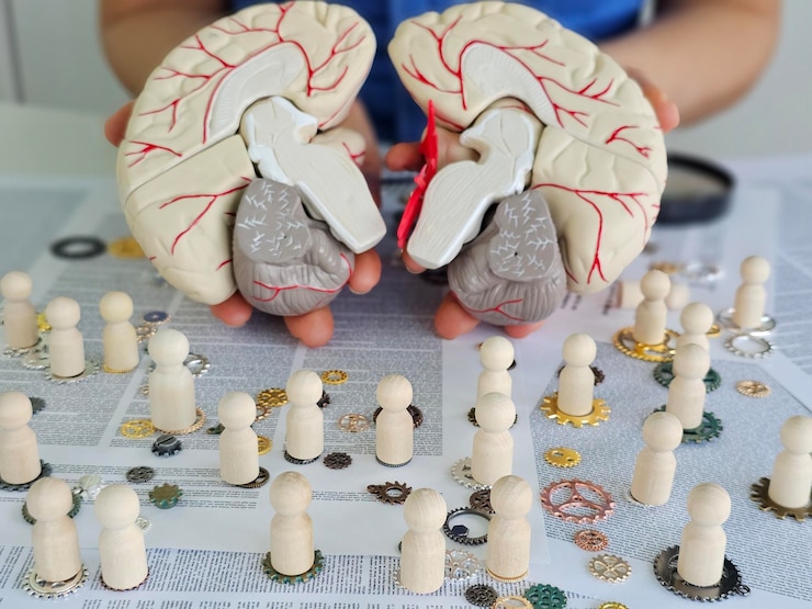 Foto explorando a anatomia do cérebro com um modelo e figuras de madeira durante um conceito de oficina de neurociência