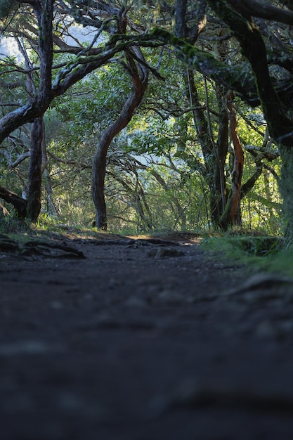 Explorando la belleza de la naturaleza en el bosque