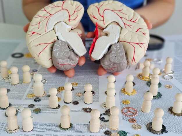 Explorar la anatomía del cerebro con un modelo y figuras de madera durante un concepto de taller de neurociencia