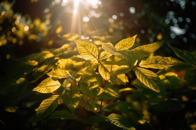 Explosão de folhas de plantas com o sol brilhando através das folhas criando uma atmosfera calorosa e pacífica