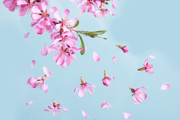 Explosão de linda flor rosa de primavera em um fundo azul