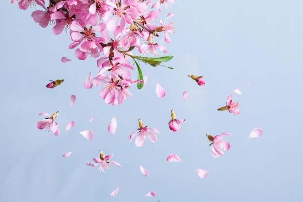 Explosão de linda flor rosa de primavera em um fundo azul