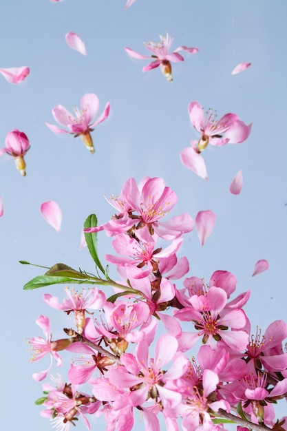 Explosión de flor de primavera rosa hermosa sobre un fondo azul