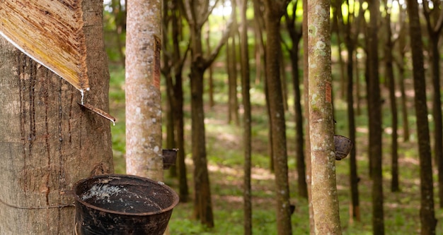 Explotación de caucho en el jardín de árboles de caucho Látex natural extraído de la planta de caucho para árbol de caucho