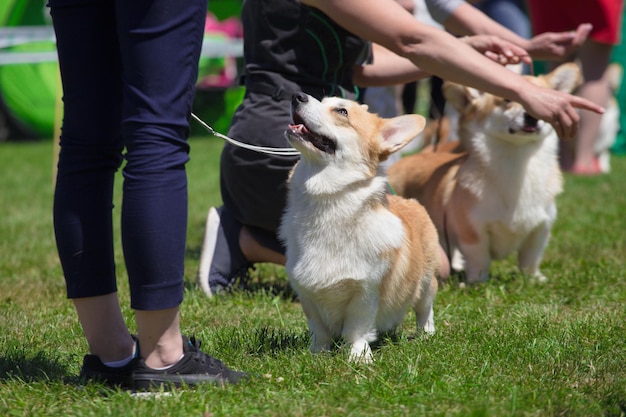 Exposição de cães corgi