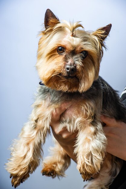 Foto exposição jovem yorkshire terrier