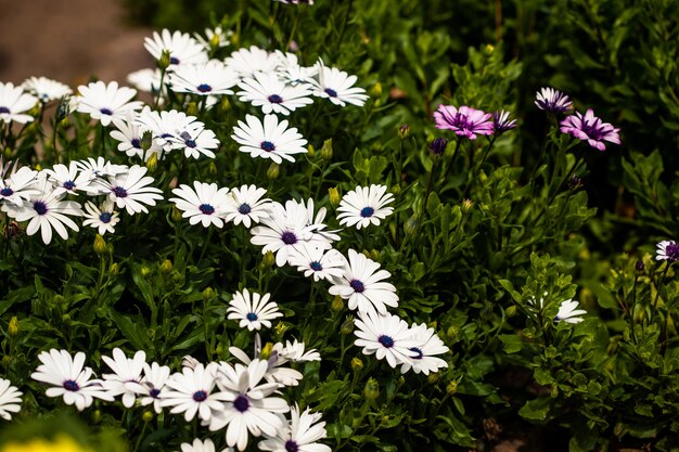 Exposição vibrante de margaridas gigantes, margaridas oxeye em plena floração, lindas pétalas brancas com