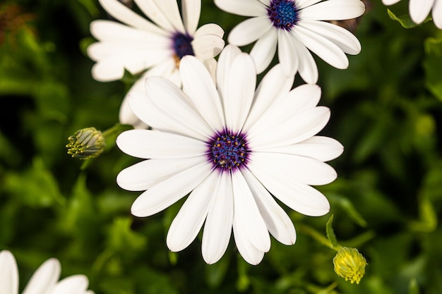 Exposição vibrante de margaridas gigantes, margaridas oxeye em plena floração, lindas pétalas brancas com