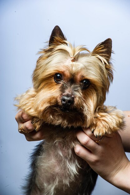 Foto exposición joven yorkshire terrier