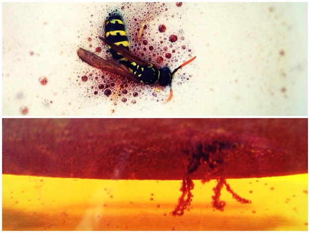 Foto exposición múltiple de abejas muertas