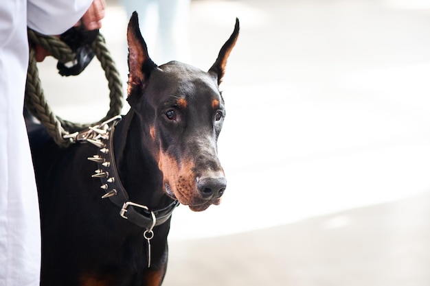 Exposición de perros Doberman con el propietario espacio para texto.