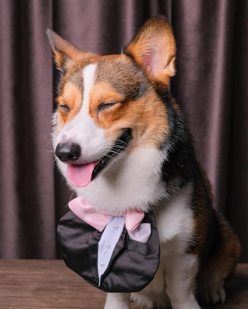 Una expresión feliz macho pembroke welsh corgi perro sesión de fotos estudio fotografía de mascotas con concepto frente a la cortina con banda de amor en la cabeza