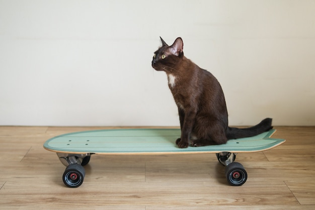 Foto expressão engraçada de gato gatinho marrom em skate de surf com conceito de esporte exercício estilo de vida saudável