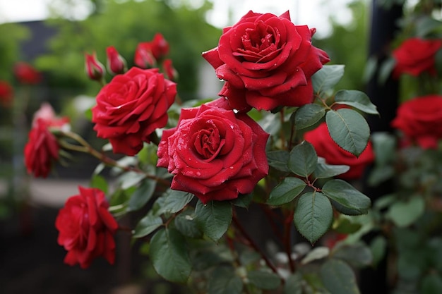 Expressão ousada Rosas vermelhas de sangue em plena floração Fotografia de imagens de rosas vermelhas