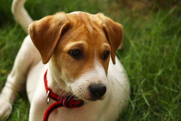 expressões bonitas do filhote de cachorro