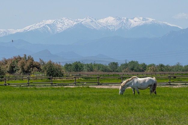 Exquisita yegua blanca corriendo en campo verde