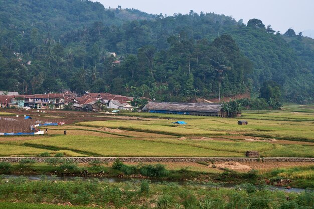 La extensión de los arrozales en un hermoso paisaje.