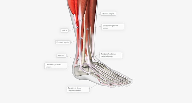 La extensión o dorsiflexión del tobillo se produce principalmente gracias a los músculos tibial anterior, extensor largo del dedo gordo y extensor largo de los dedos.